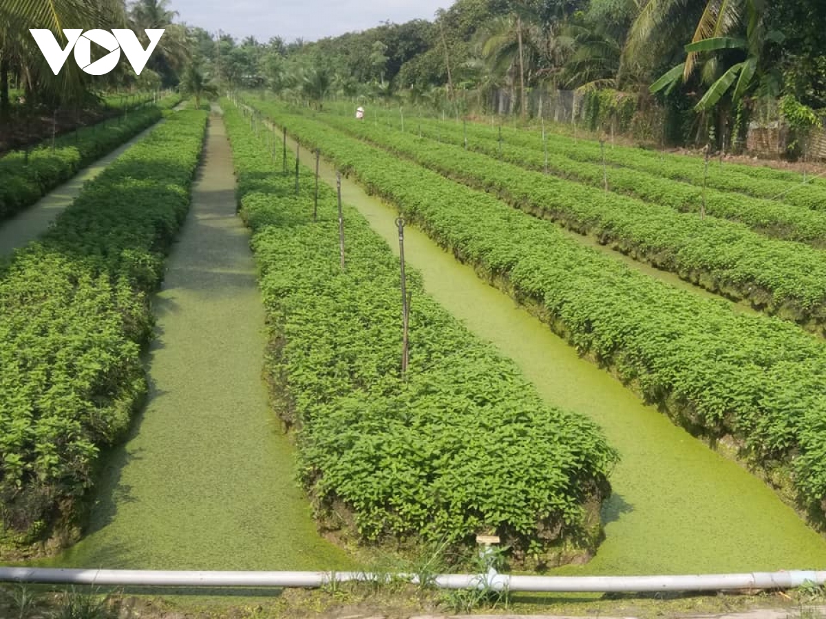 Rau xanh khan hàng, sốt giá do mưa bão