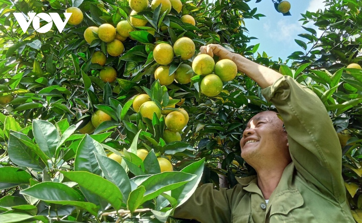 Đặc sản hoa quả Sơn La giúp người dân làm giàu trên đất dốc