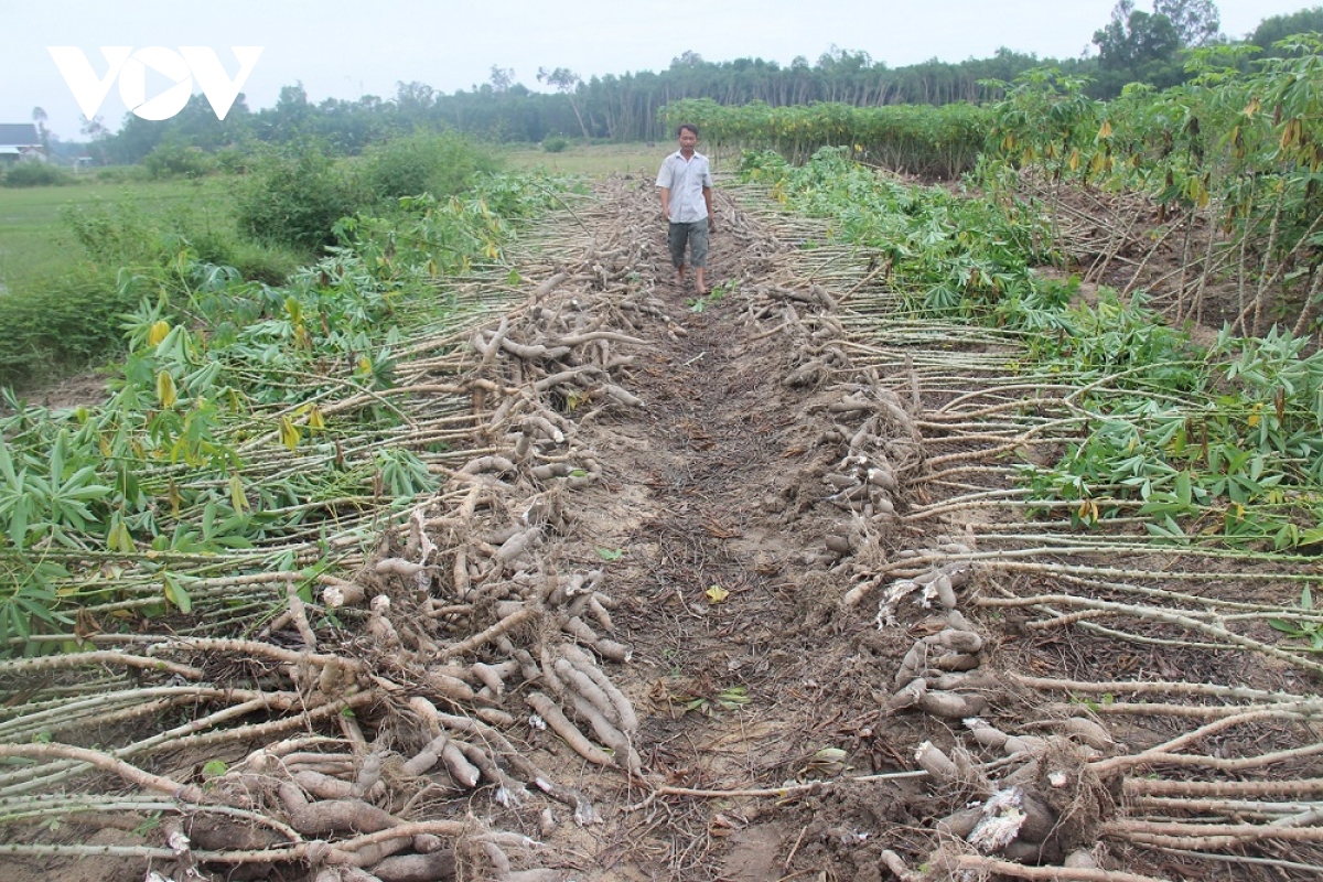 Xót cảnh nông dân Quảng Nam đổ sắn xuống ruộng