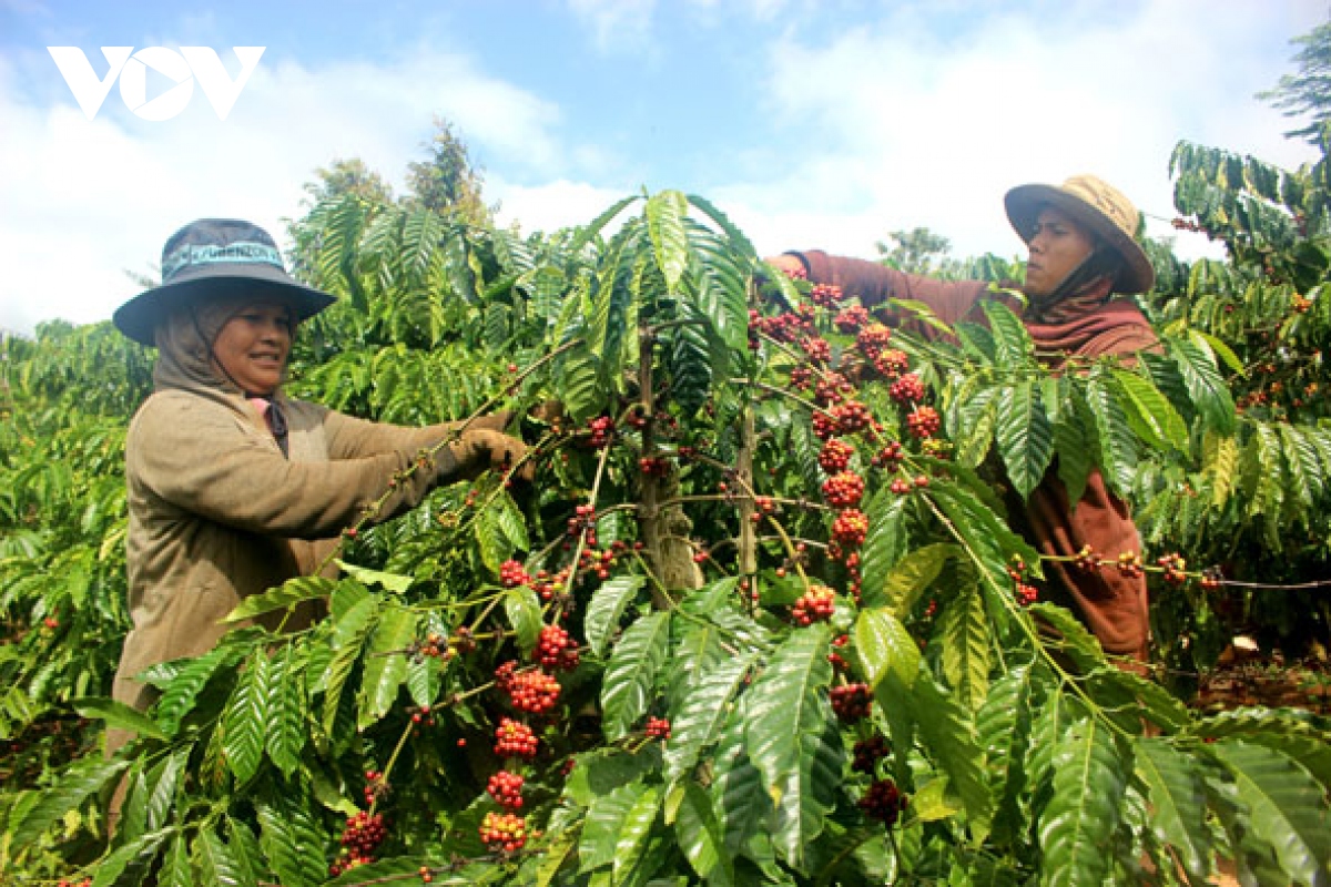 Để bán được giá, phải chú trọng đến chất lượng cà phê từ khâu thu hoạch