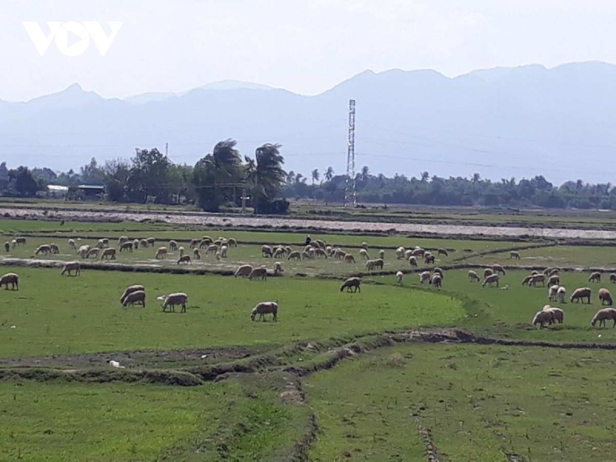 Ninh Thuận chuyển đổi sản xuất ứng phó với hạn hán