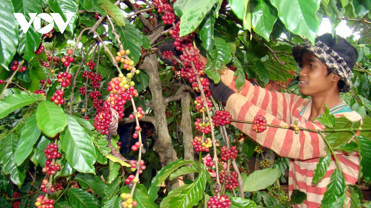Giá cà phê hôm nay 12/12: Cà phê trong được thu mua mức cao nhất 60.700 đồng/kg