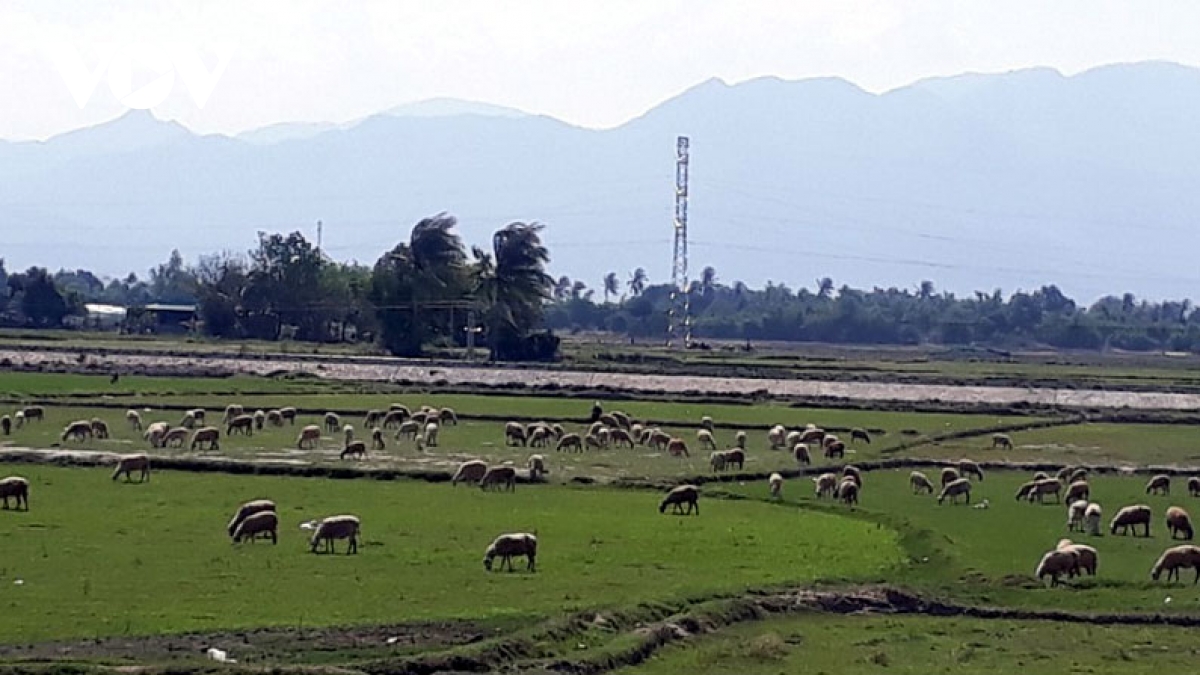 Giá dê và cừu tại Ninh Thuận, Bình Thuận liên tục tăng cao