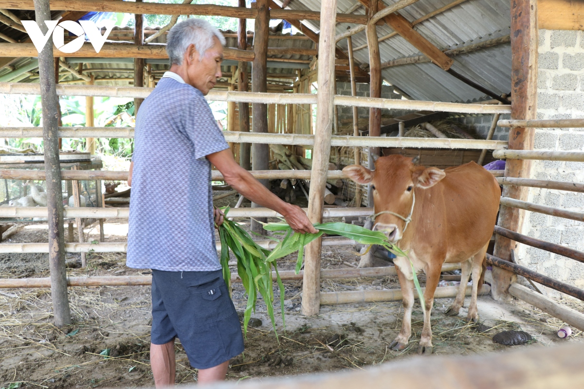 Cần làm rõ câu chuyện “Nhận bò thêm lo” ở Điện Biên