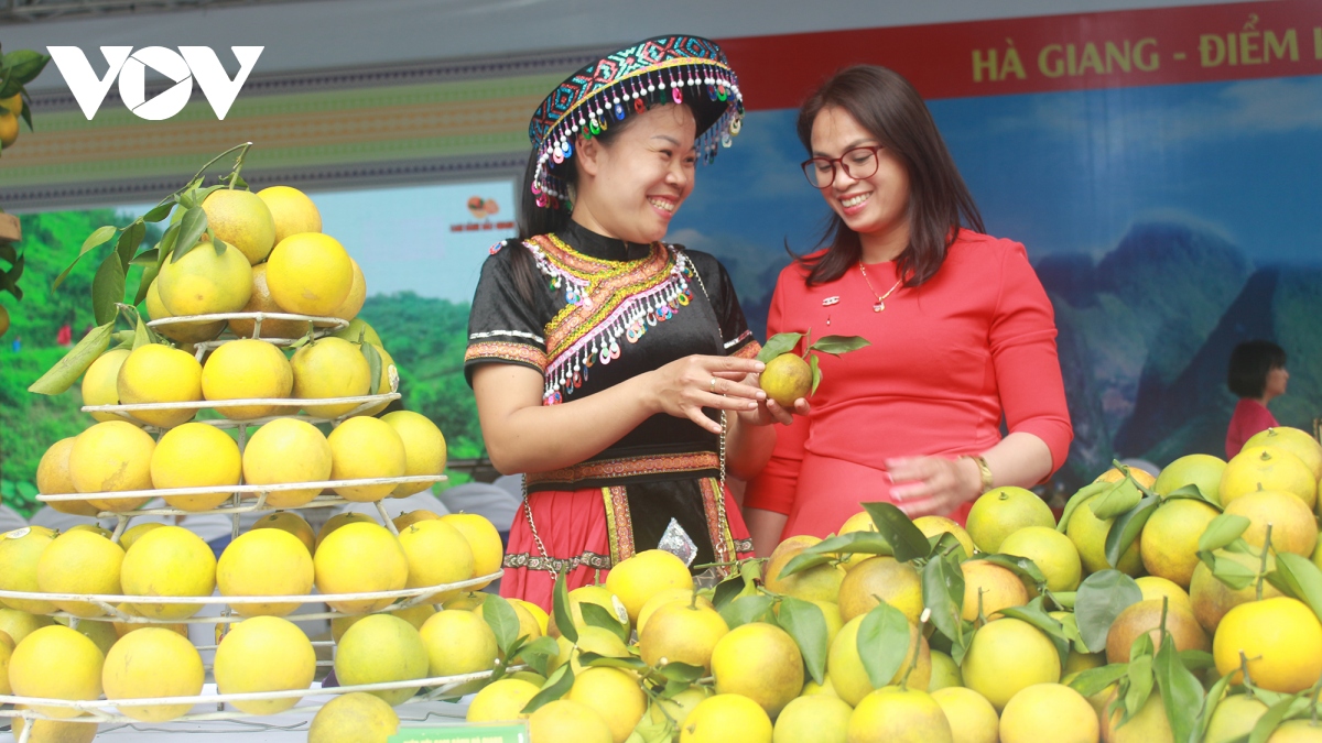 Đưa cam sành Bắc Quang – Hà Giang đến gần hơn với các nhà phân phối tại Hà Nội