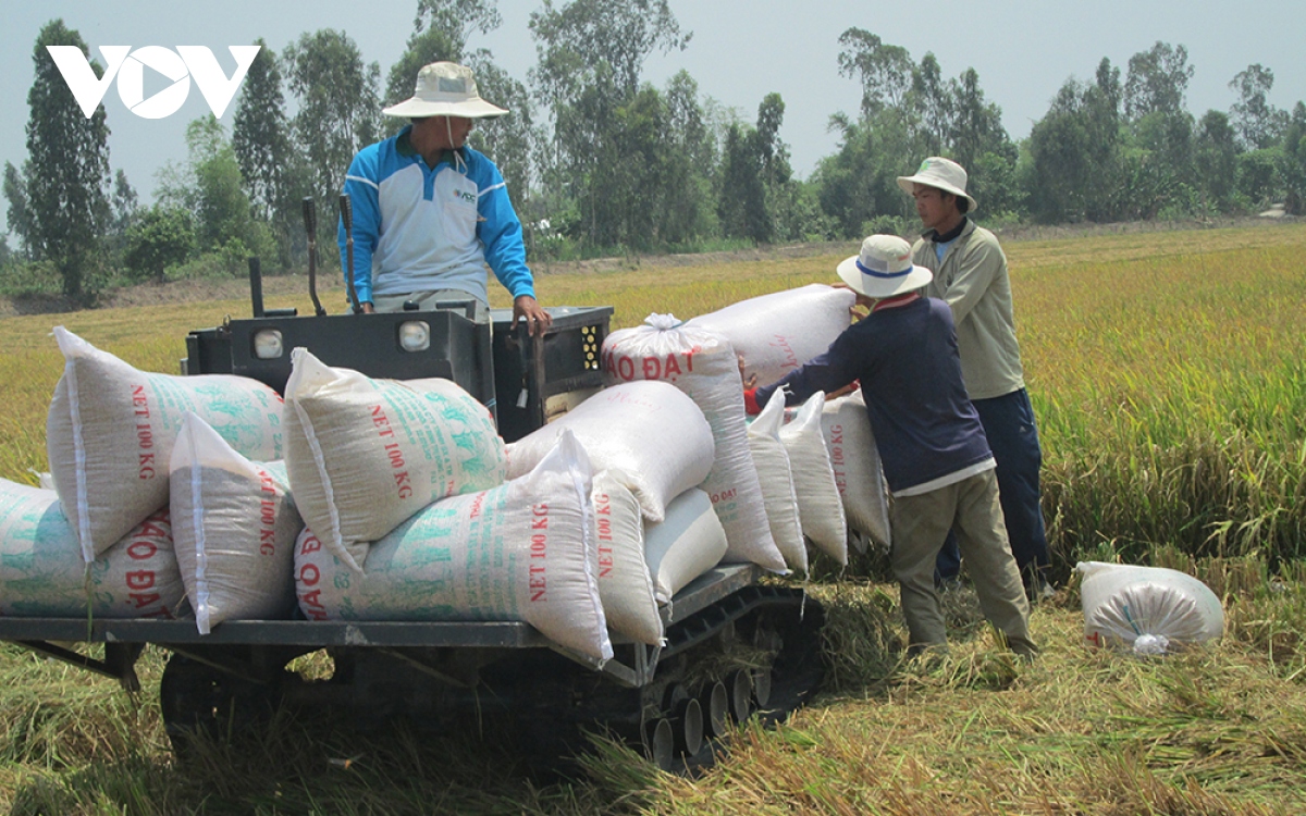 Giá gạo xuất khẩu của Việt Nam tăng cao kỷ lục