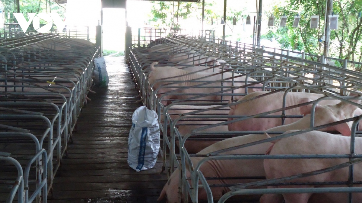 Tái đàn chậm, nguy cơ nguồn cung thịt lợn sẽ giảm dịp Tết