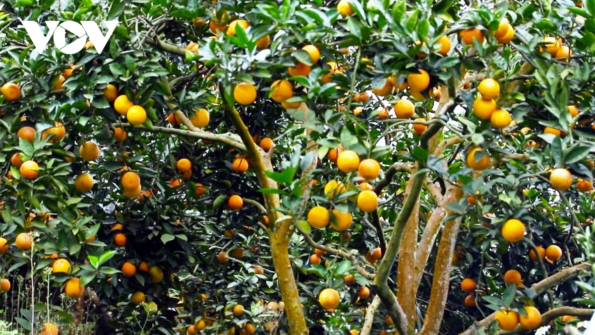 Nhà vườn Văn Chấn lại “khóc dở, mếu dở" trước mùa cam trĩu quả