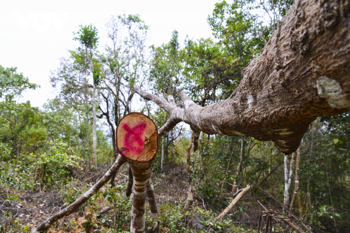 Bước đầu phát hiện hơn 170 cây gỗ bị chặt trong rừng đặc dụng Mường Phăng