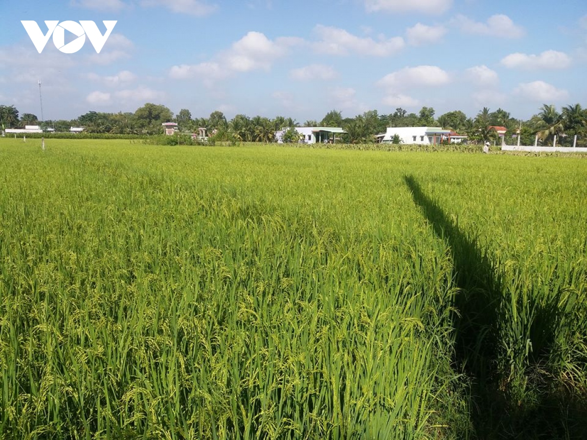 Mô hình sản xuất lúa ứng dụng công nghệ cao mang lại lợi nhuận mỗi vụ gần 20 triệu đồng/ha