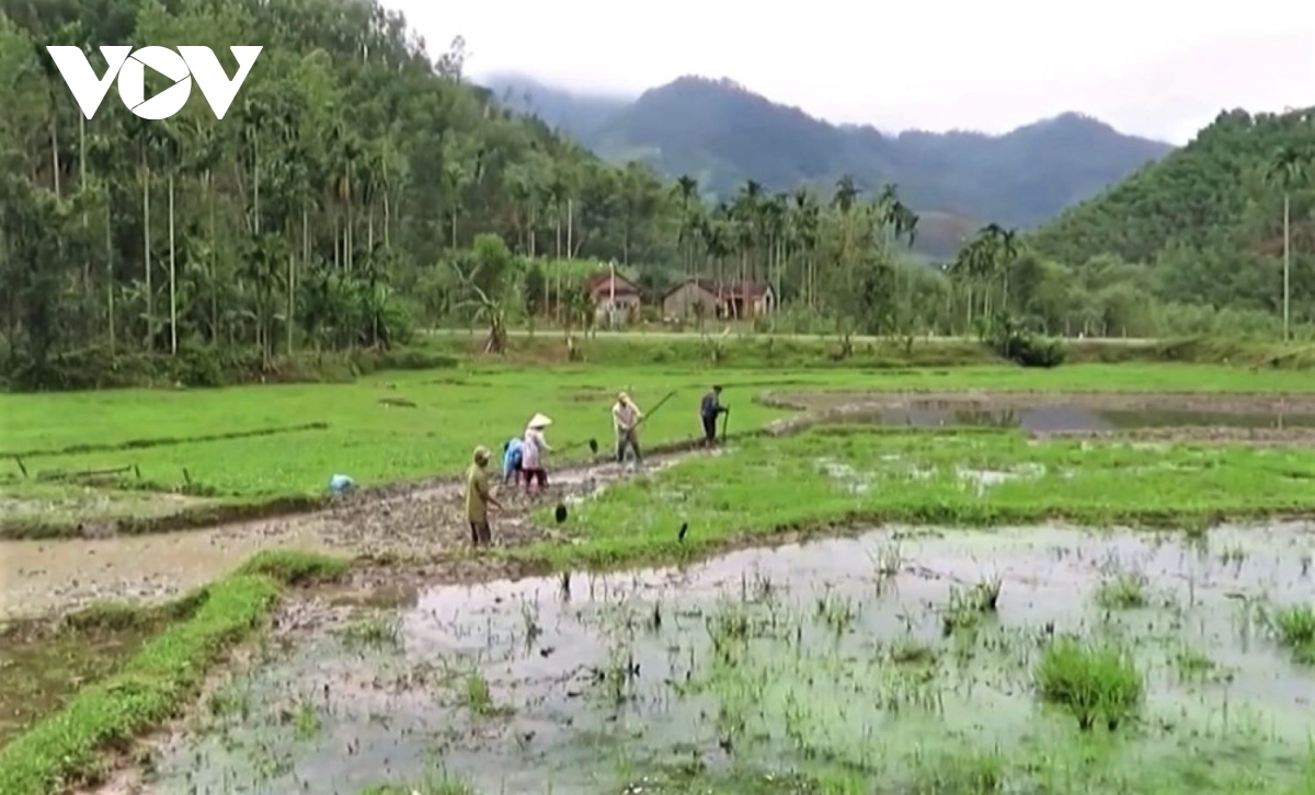 Quảng Ngãi tập trung khắc phục hậu quả mưa lũ, khôi phục sản xuất nông nghiệp
