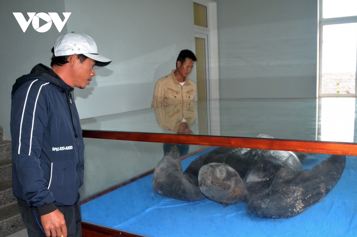 Tiêu bản rùa da quý hiếm ở Lý Sơn chưa có nơi trưng bày