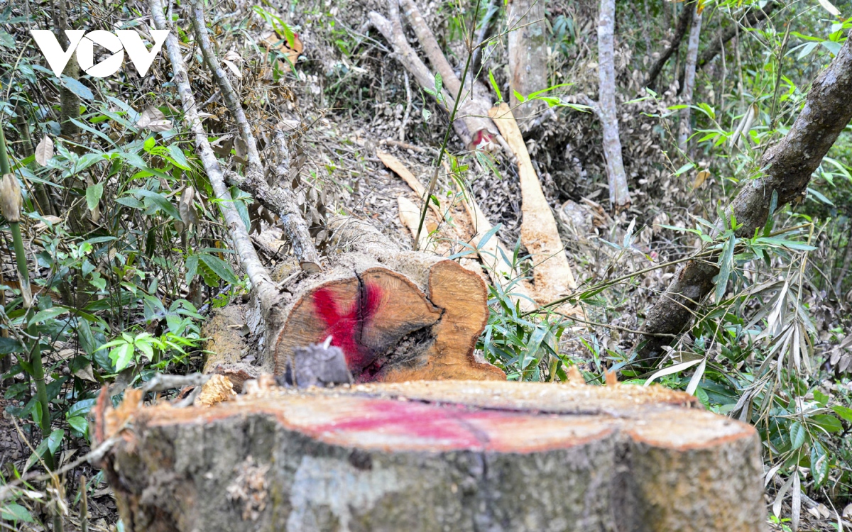 Chỉ đạo làm rõ phản ánh của báo chí về việc phá rừng đặc dụng Mường Phăng