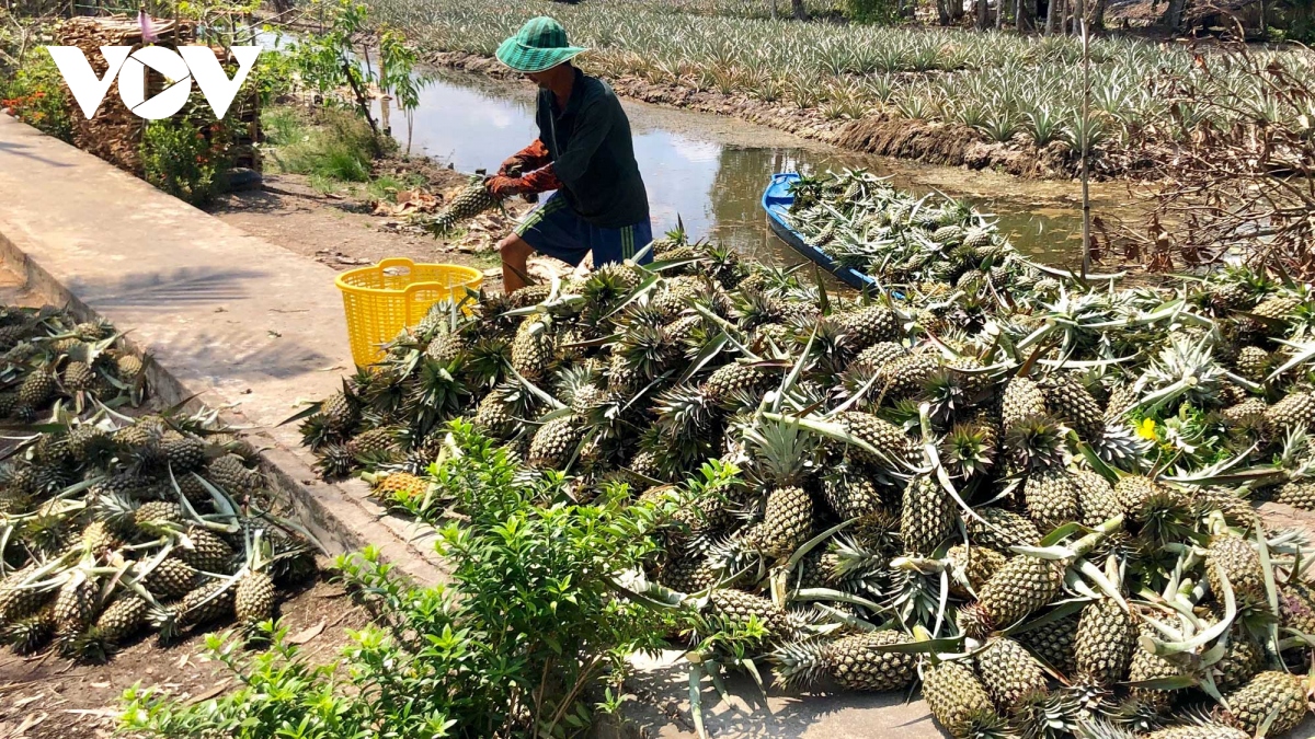 Giá khóm trái, khóm giống tại Hậu Giang tăng mạnh