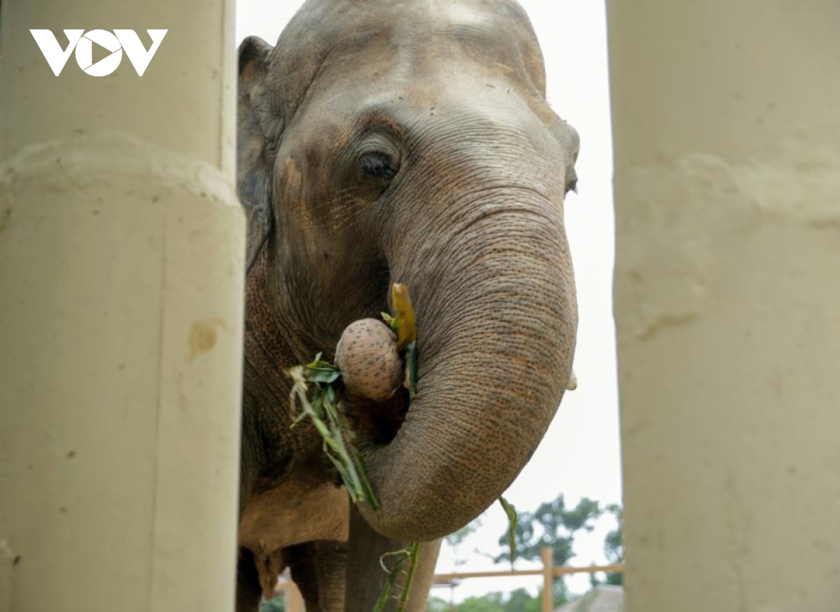 Chú voi cô đơn nhất thế giới đến nhà mới ở Campuchia với phí vận chuyển gần nửa triệu USD
