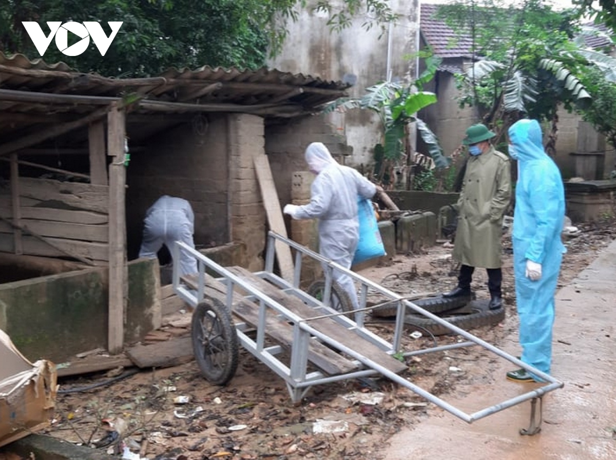 Tái bùng phát dịch tả lợn châu Phi ở Quảng Bình, lập chốt kiểm soát trên QL1A