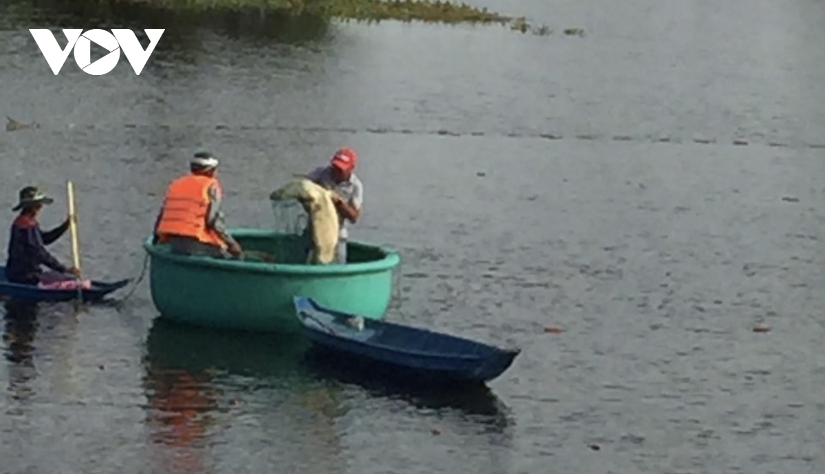 Bắt được cá sấu nghi sổng chuồng ở một hồ nước tại Vũng Tàu