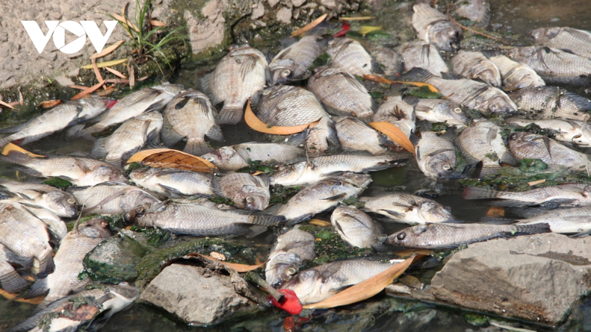 Cá chết từ hồ theo nước tràn ra kênh ở Bình Dương