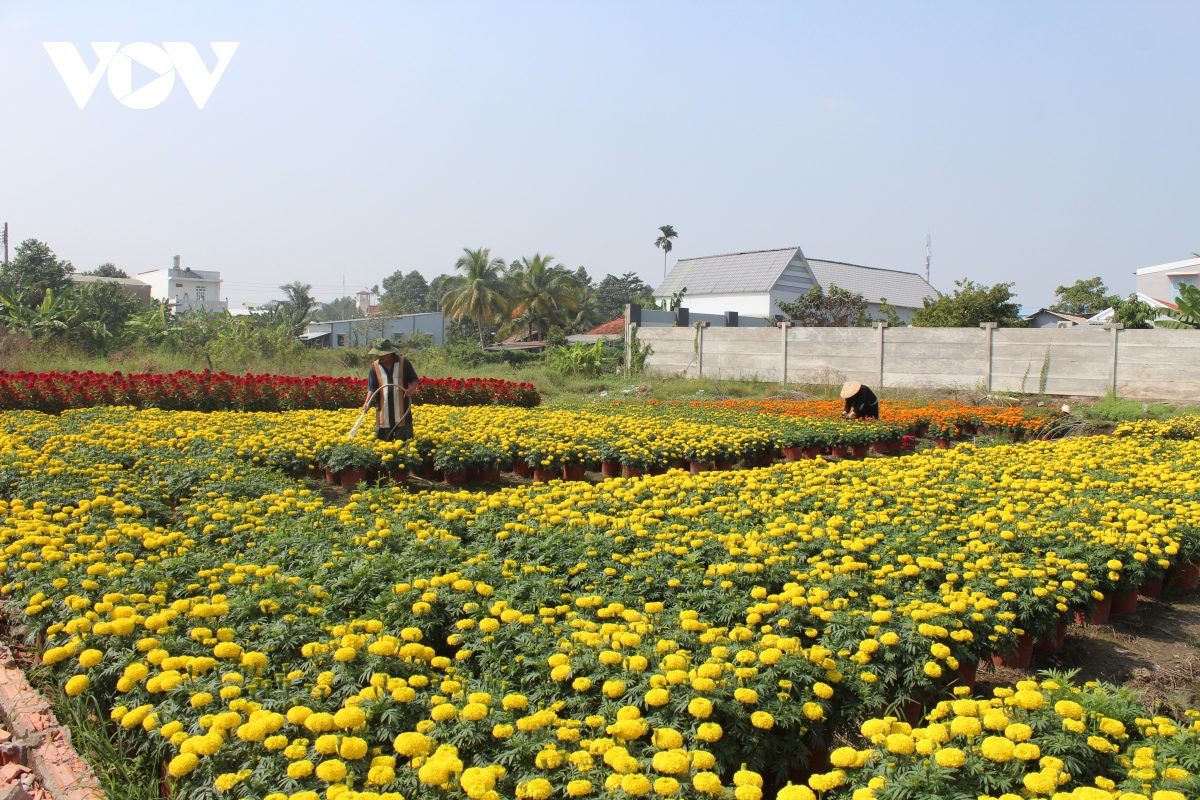 Làng hoa Mỹ Tho hấp dẫn thị trường Tết