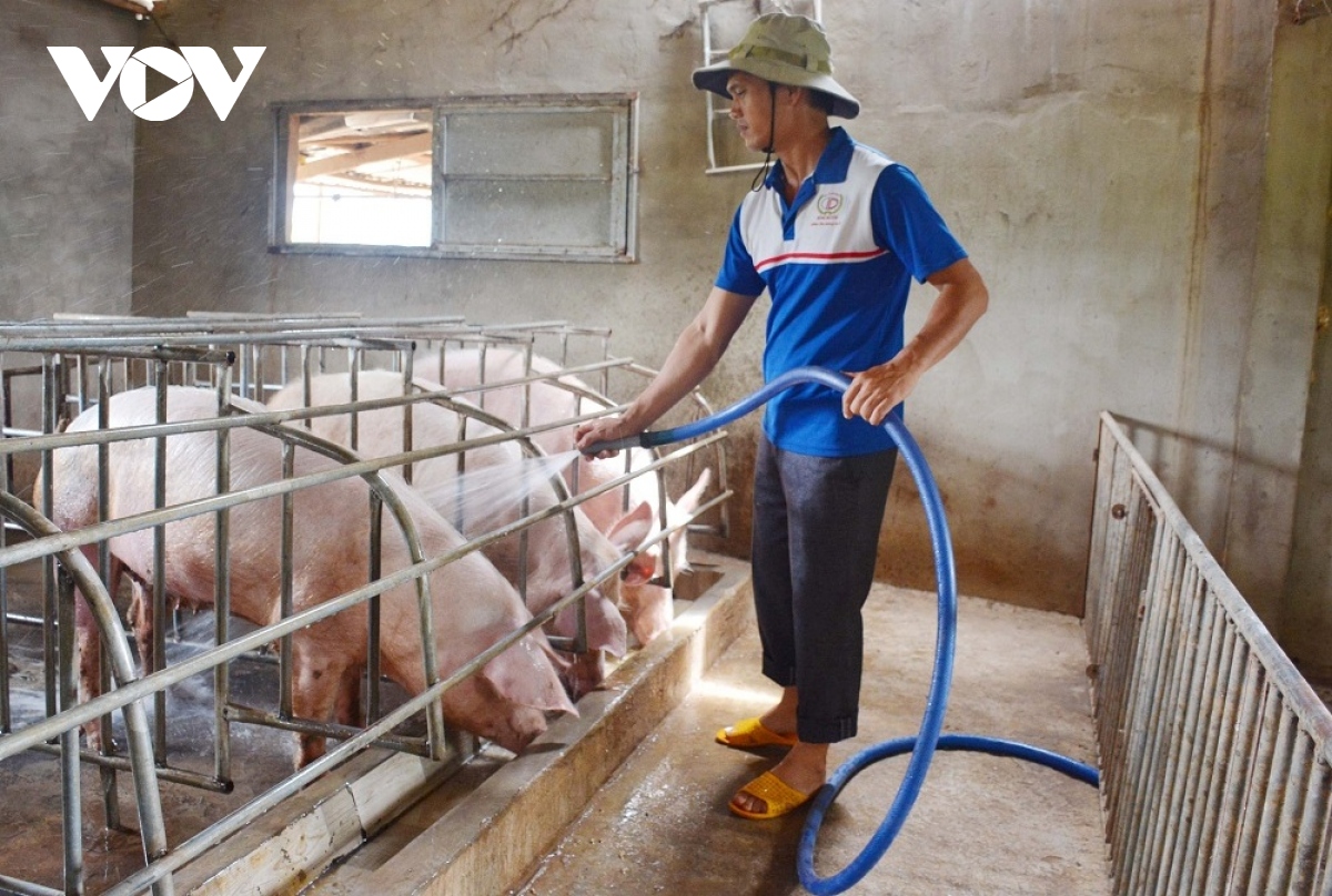 Nghệ An đảm bảo thịt lợn cung cấp thị trường Tết Nguyên đán