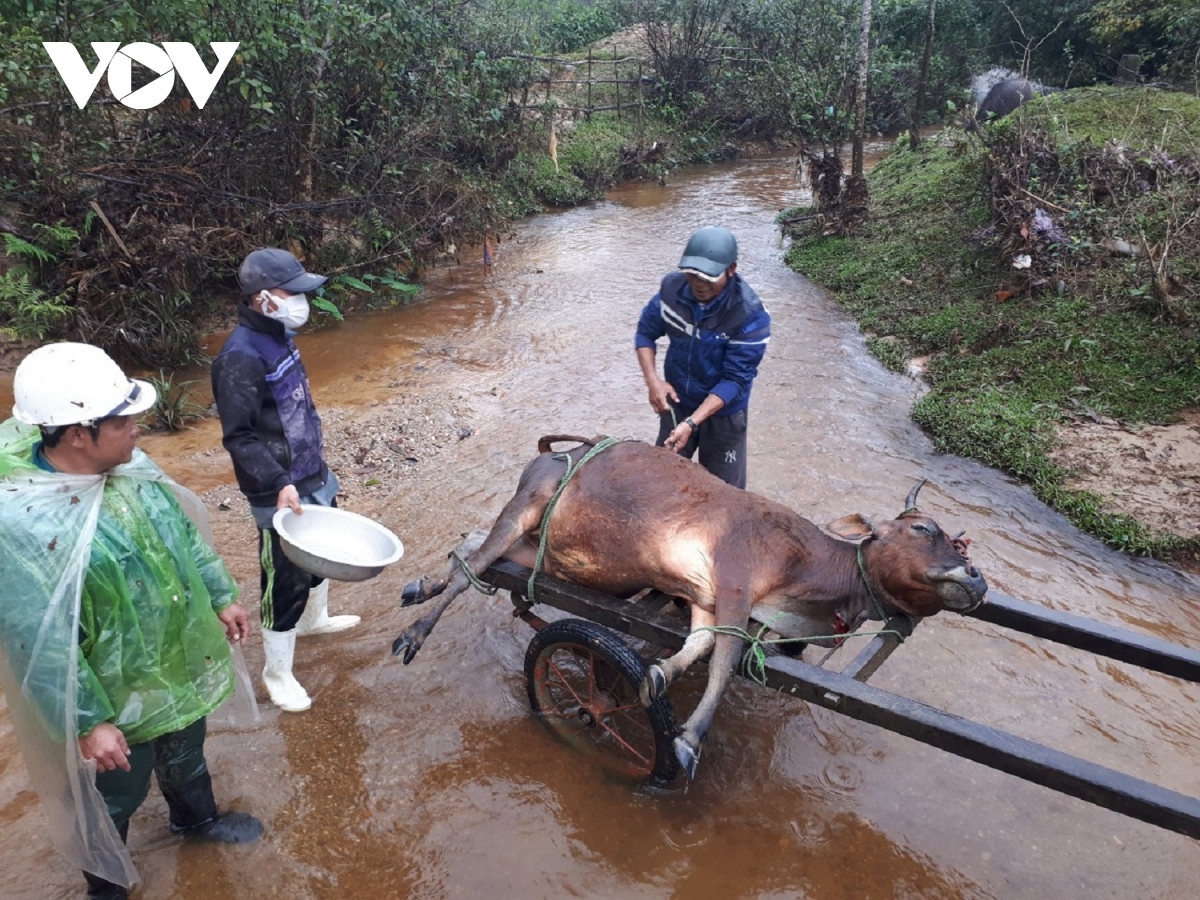 Hàng trăm con gia súc ở Nghệ An chết do giá rét