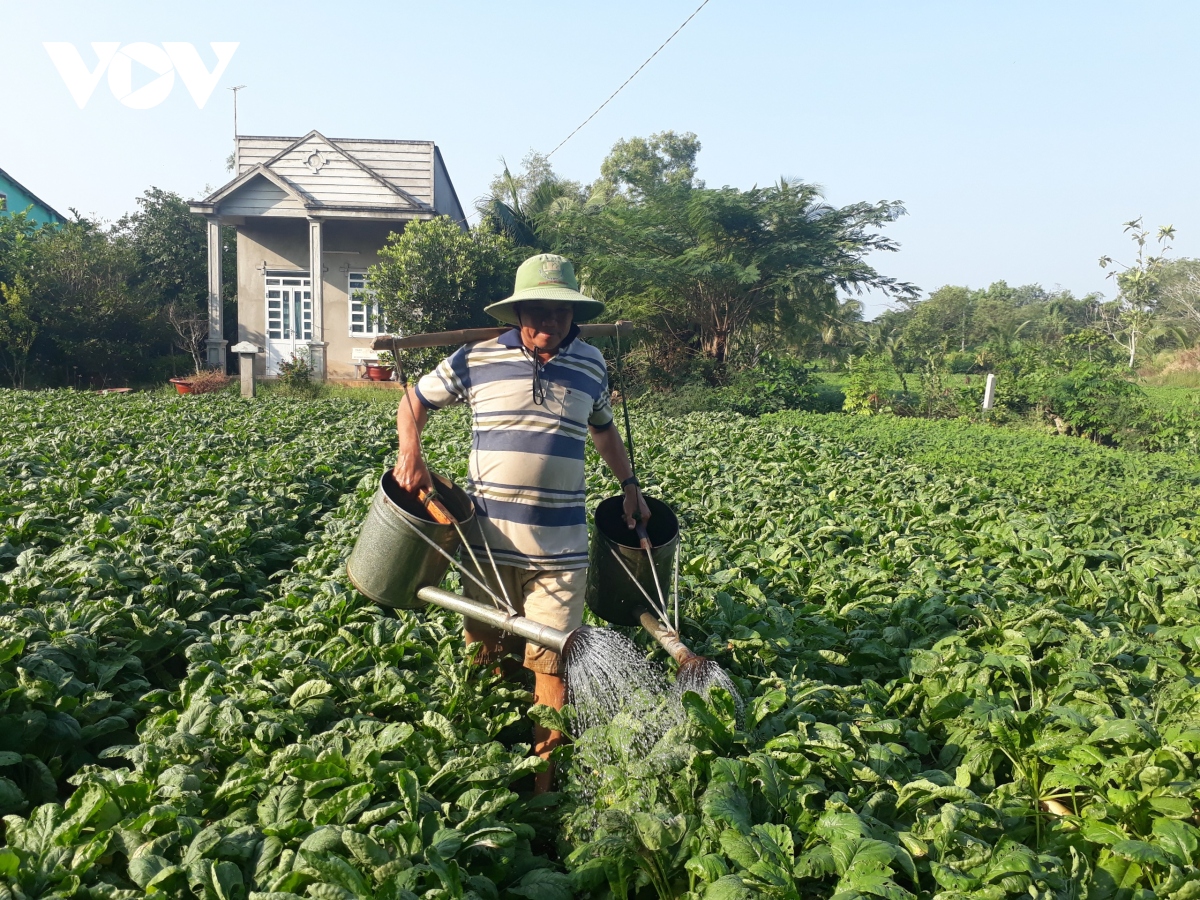 Nông dân Sóc Trăng khẩn trương chăm sóc rau màu đón Tết