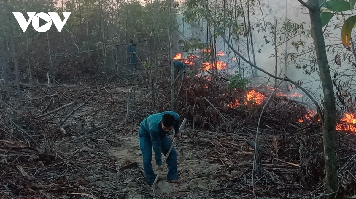 Hơn 100 người dập tắt đám cháy rừng trồng ven biển Quảng Nam