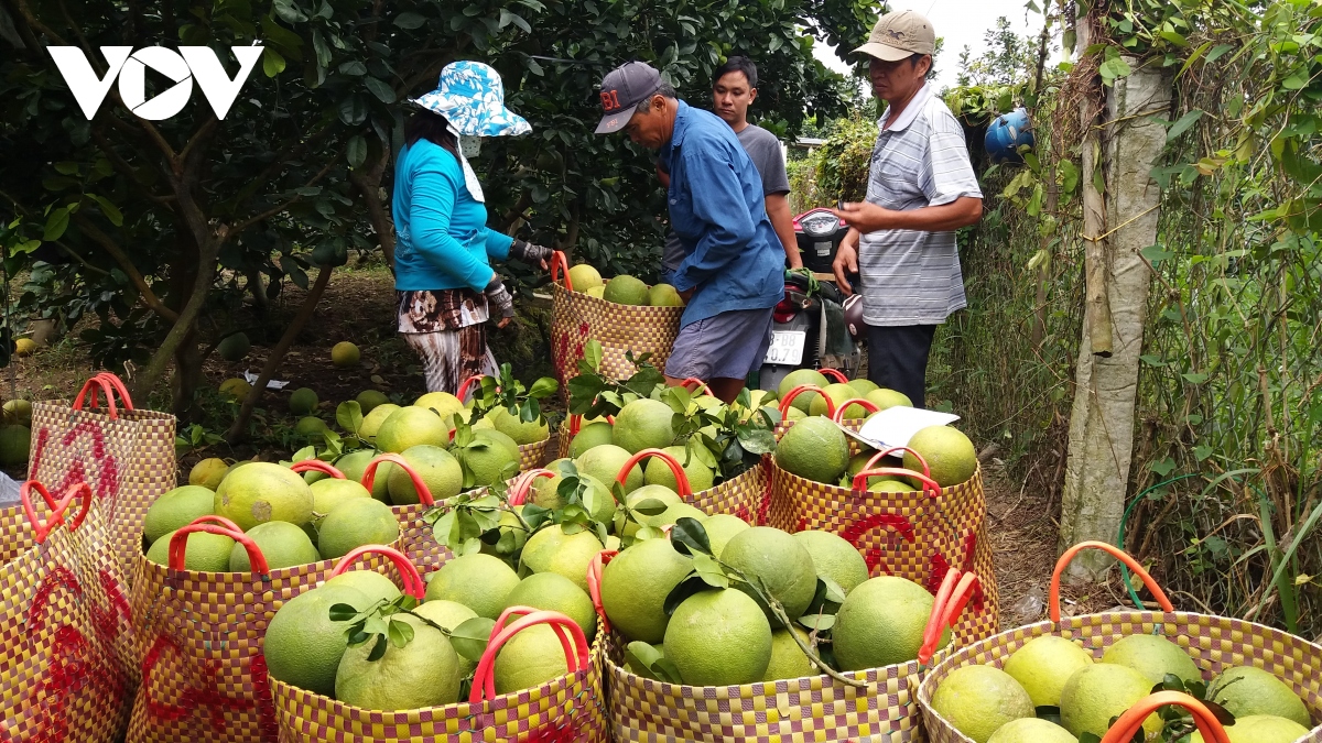 Nhà vườn Tiền Giang đưa hơn 75.000 tấn trái vào thị trường Tết