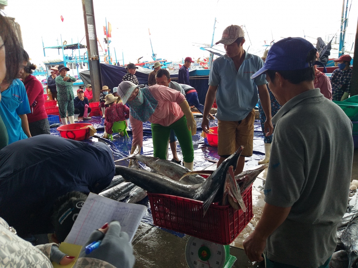 Ngư dân Nam Trung bộ đánh bắt xuyên Tết được mùa cá