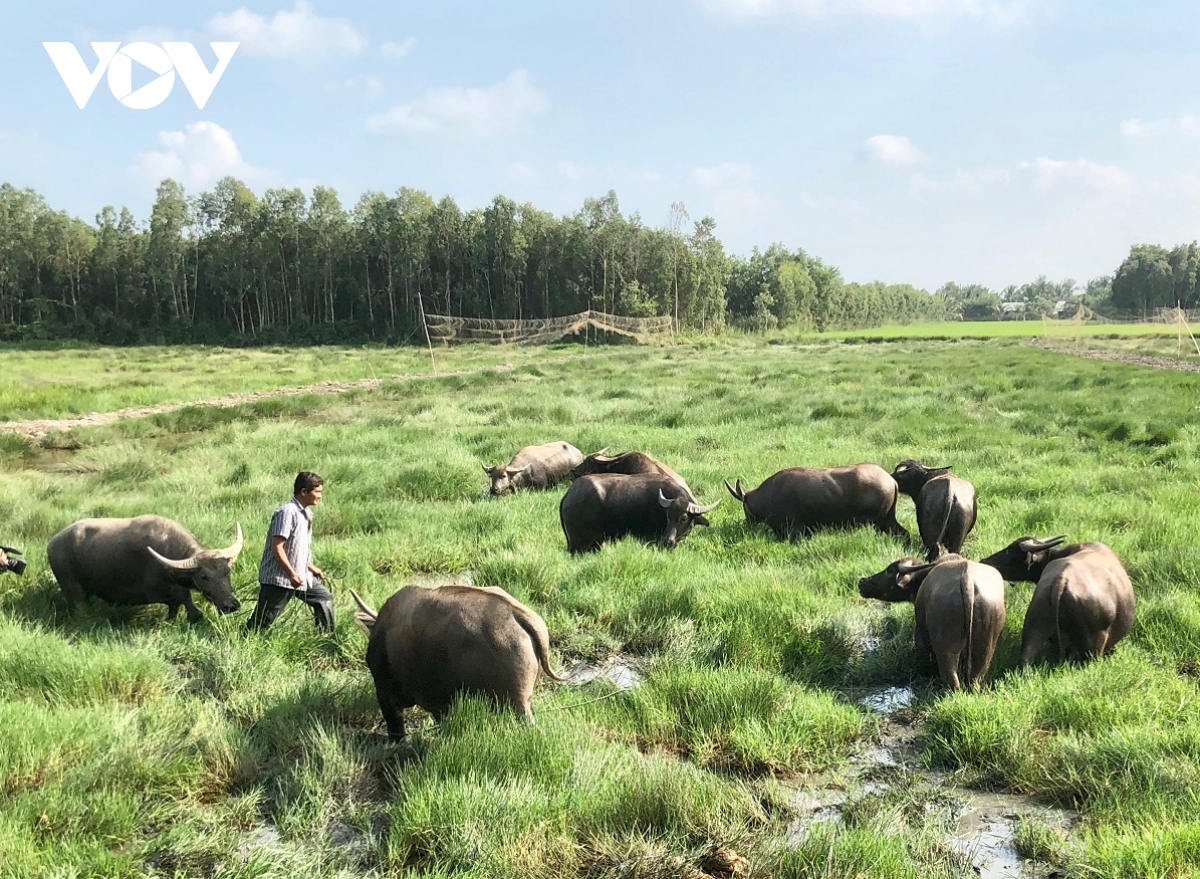 Năm Sửu thăm “Vua trâu” miền Tây