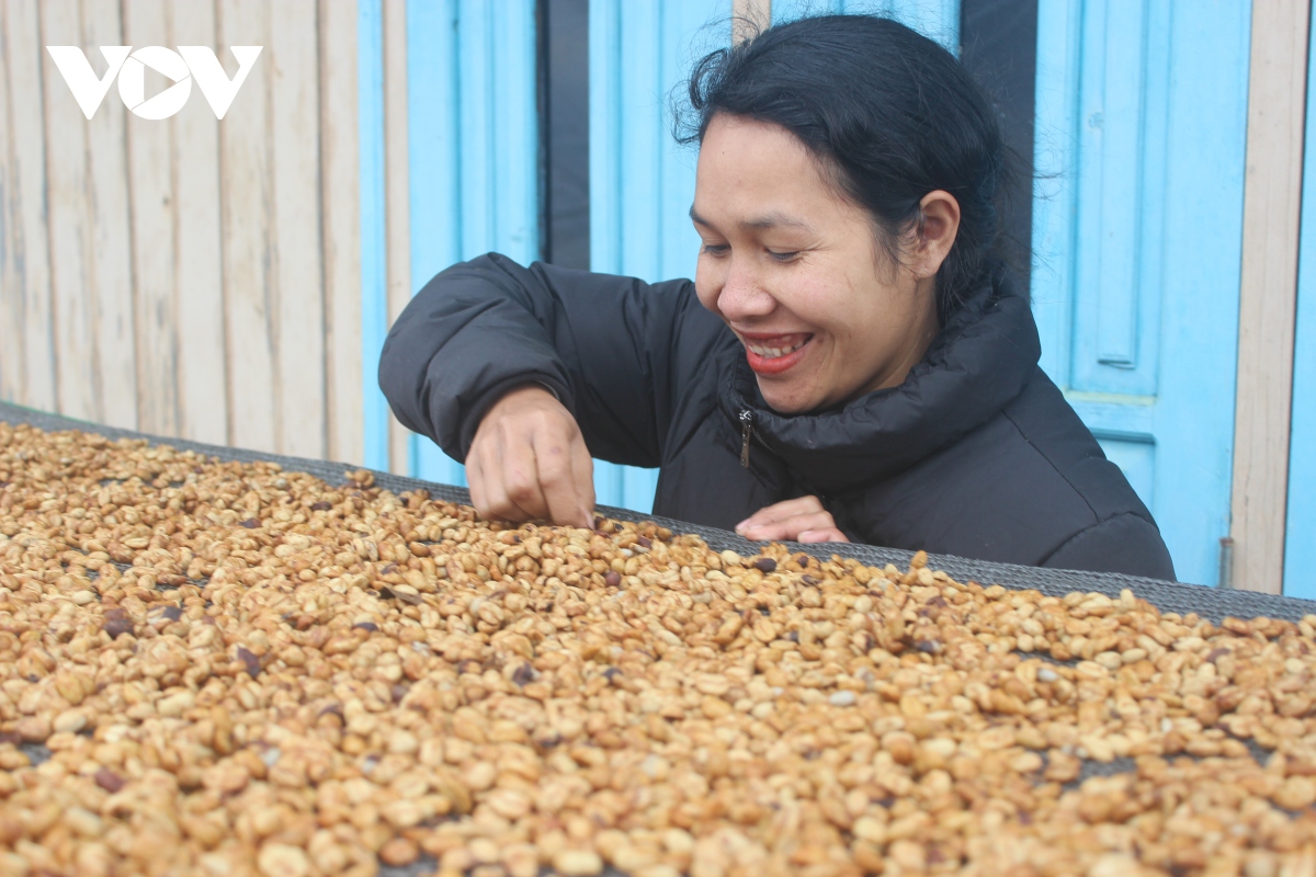 Cô gái K’ho khởi nghiệp từ cà phê Arabica vàng