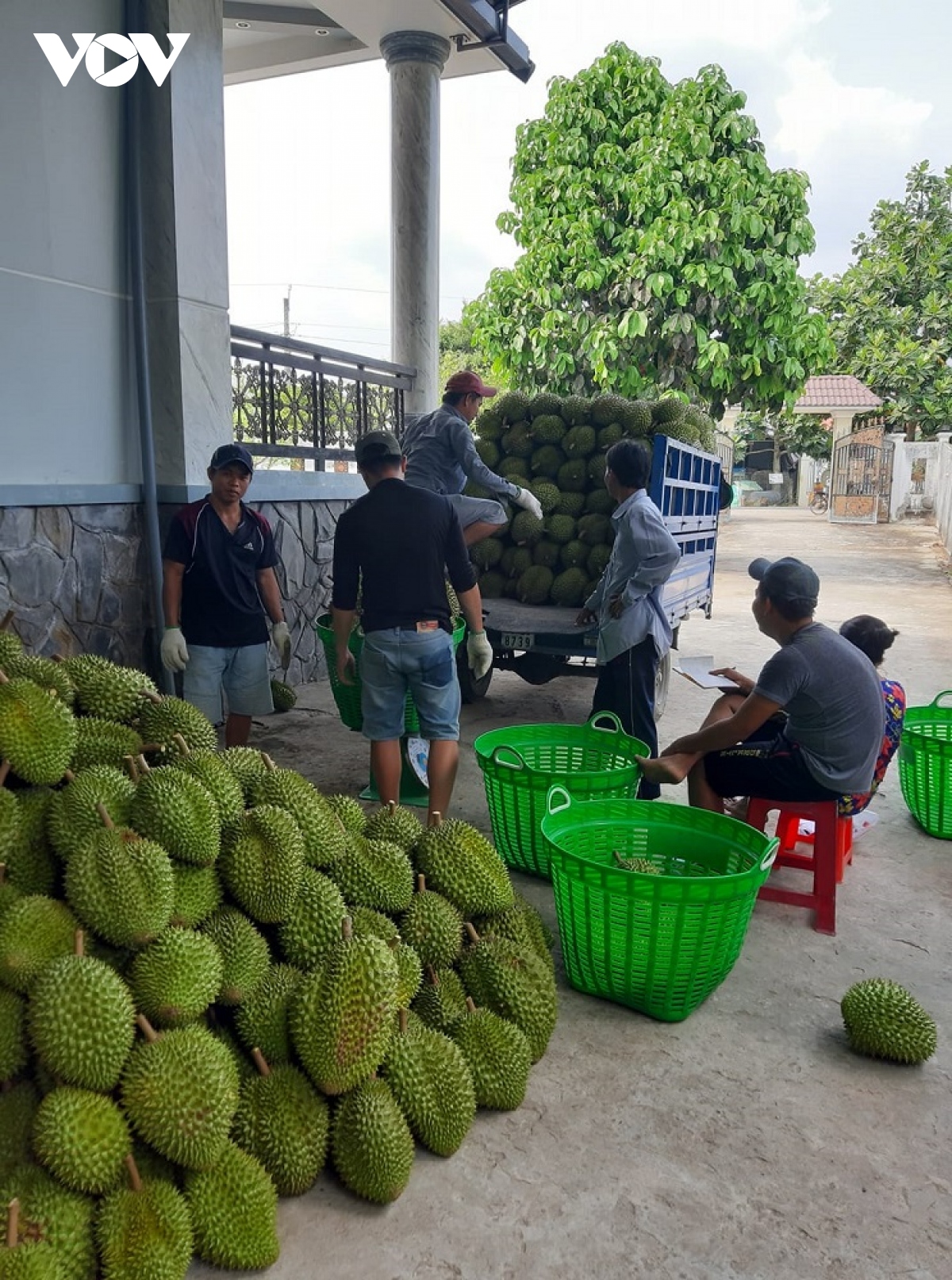 Vui tết tại các nhà vườn tỷ phú sầu riêng ở Tiền Giang