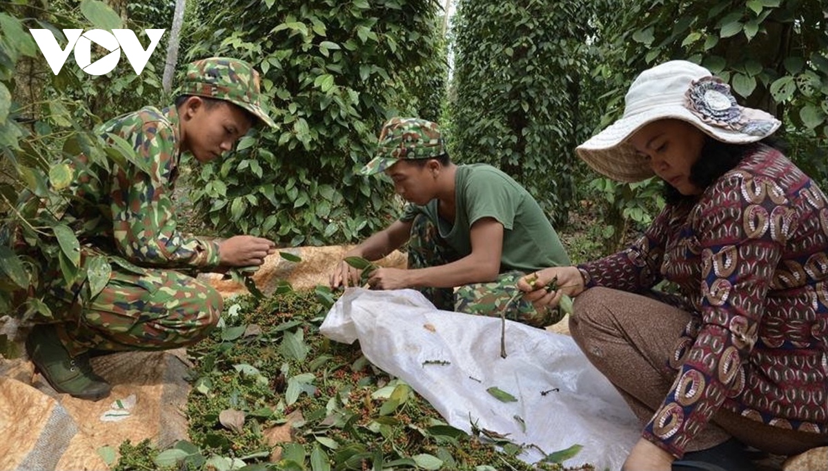 Nhiều nhà vườn trồng tiêu thua lỗ nặng vì mất mùa, mất giá