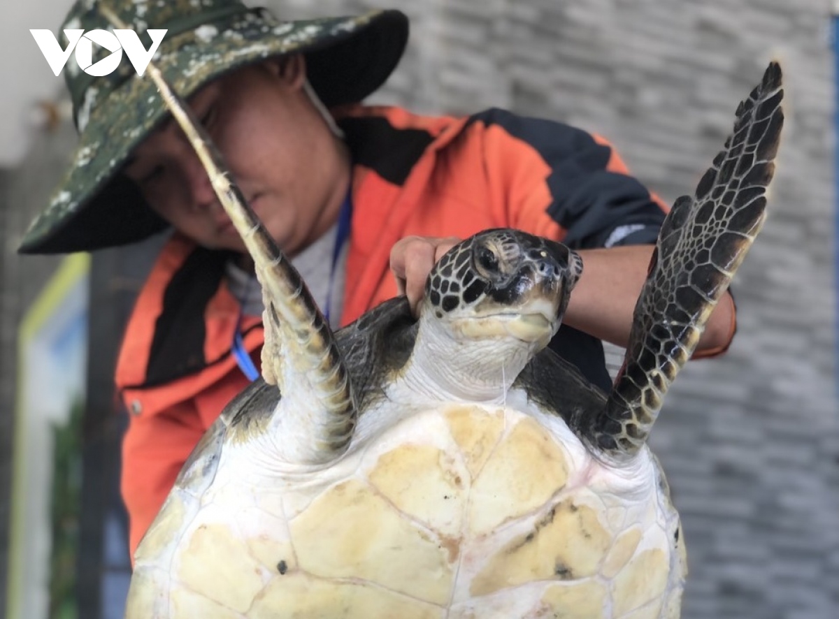 Ngư dân Quảng Nam bàn giao một cá thể rùa biển nặng hơn 10kg