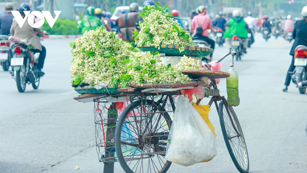 Có một Hà Nội ngát thơm mùa hoa bưởi