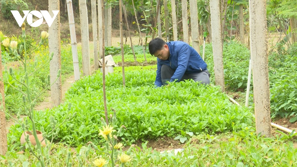 Thanh niên Bắc Kạn trồng rau, trồng nấm...thu hàng trăm triệu đồng mỗi năm