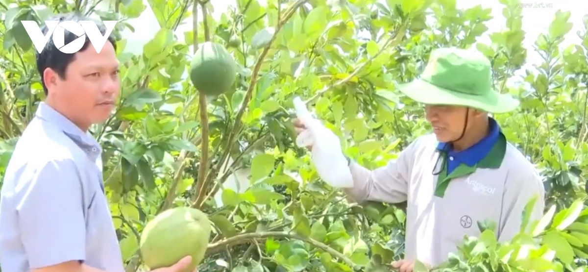 Thủ phủ hồ tiêu Chư Pưh chuyển đổi sang mô hình trồng cây ăn trái