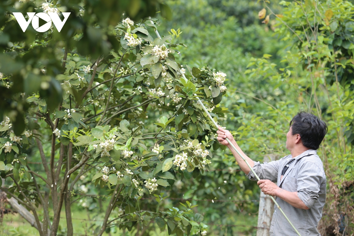 Cận cảnh quá trình “se duyên” cho giống bưởi đặc sản Hà Tĩnh