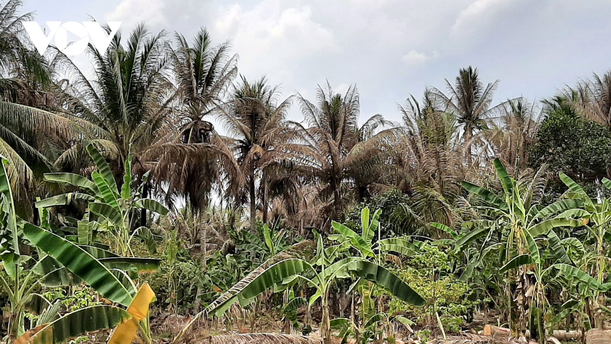 Sâu đầu đen tấn công vườn dừa khiến nhà vườn Bến Tre khốn đốn