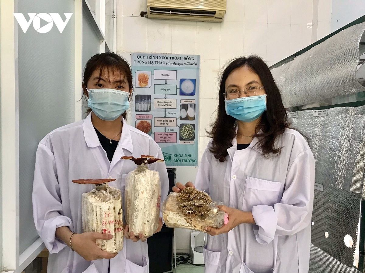 Sinh viên Đà Nẵng khởi nghiệp làm trà hoa nấm thiên nhiên