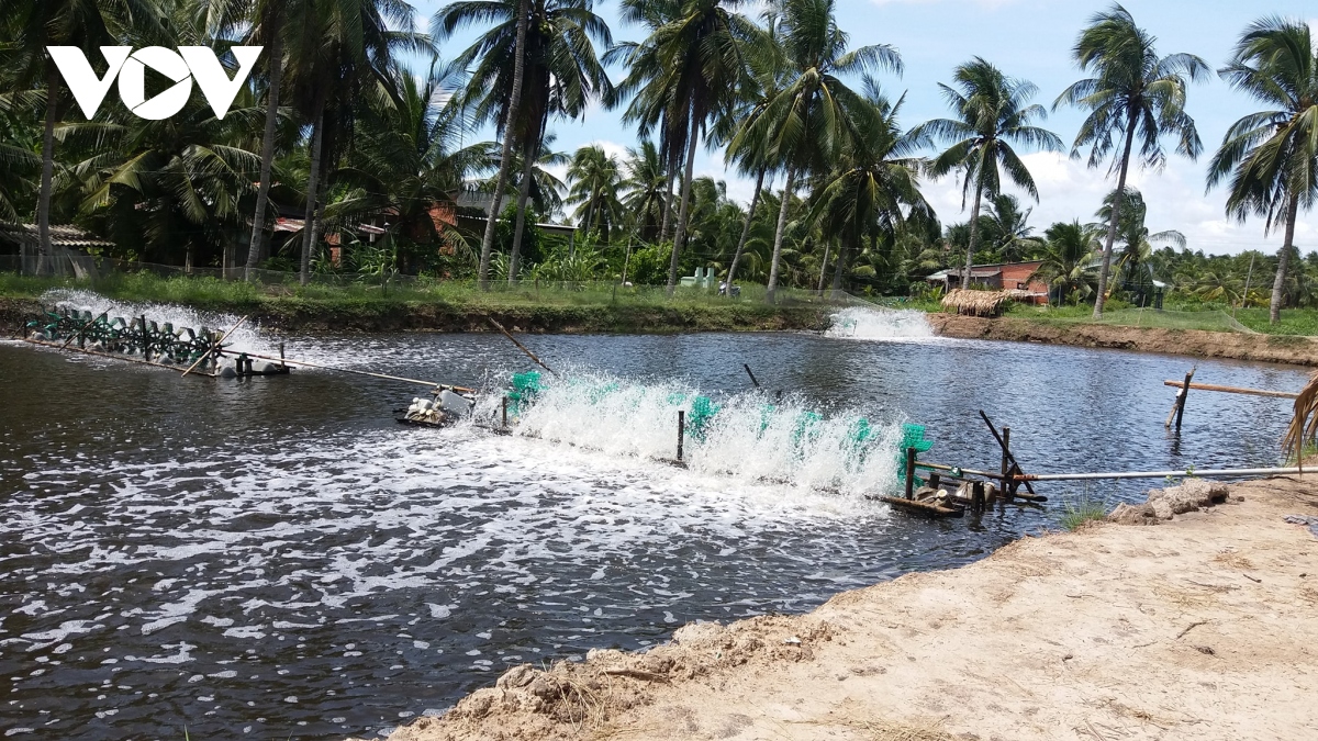 Bến tre tạo điều kiện cho người dân nhân rộng mô hình nuôi tôm công nghệ cao