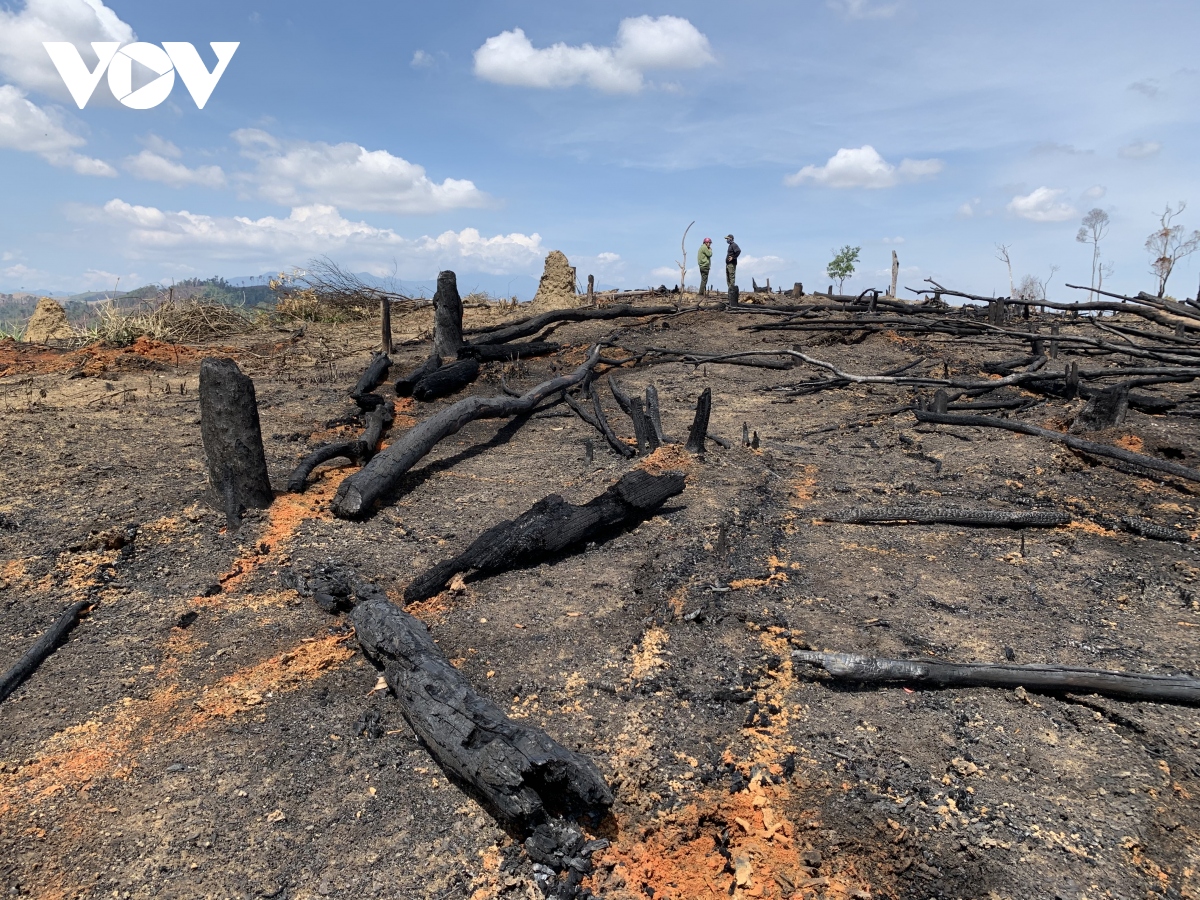 Rừng tại Đắk Lắk bị phá tràn lan trong sự bất lực của chủ rừng