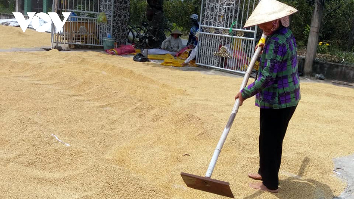 Lúa Đông Xuân trúng mùa tăng giá, nhà nông Tiền Giang có lãi