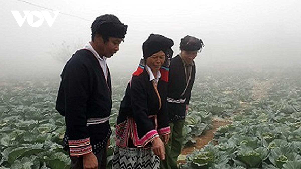 Trồng rau sạch có thu nhập hàng chục triệu đồng ở Vân Hồ, Sơn La