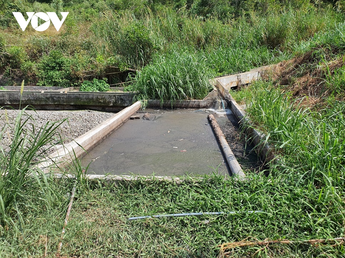 Trại nuôi heo gây ô nhiễm môi trường ở Quảng Nam, chính quyền chưa xử lý dứt điểm