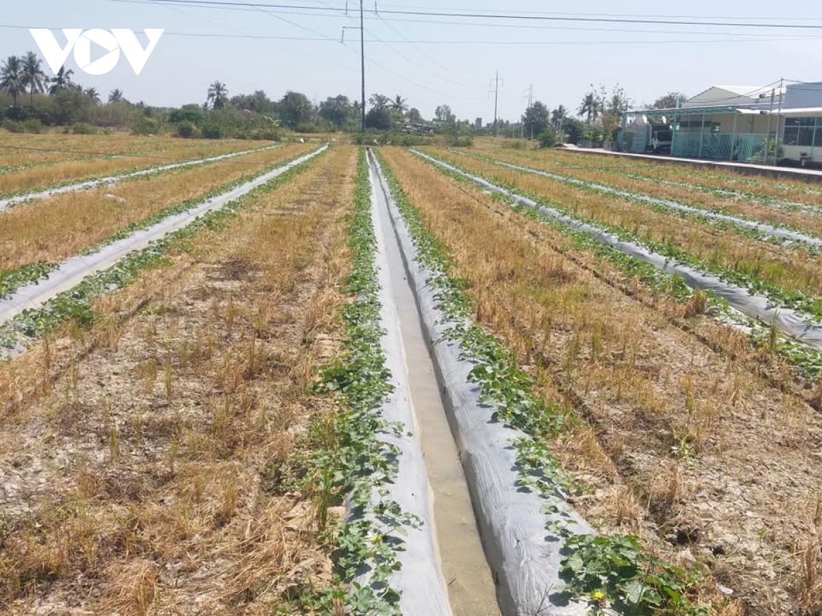 Tiền Giang nỗ lực “cứu” hơn 15.000 ha lúa, hoa màu, cây ăn trái vùng hạn mặn