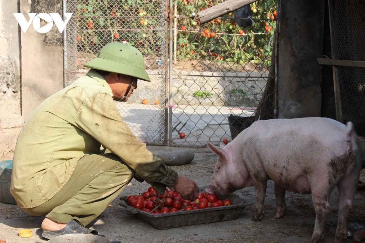 Cà chua bán rẻ không ai mua, nông dân mang về cho lợn ăn