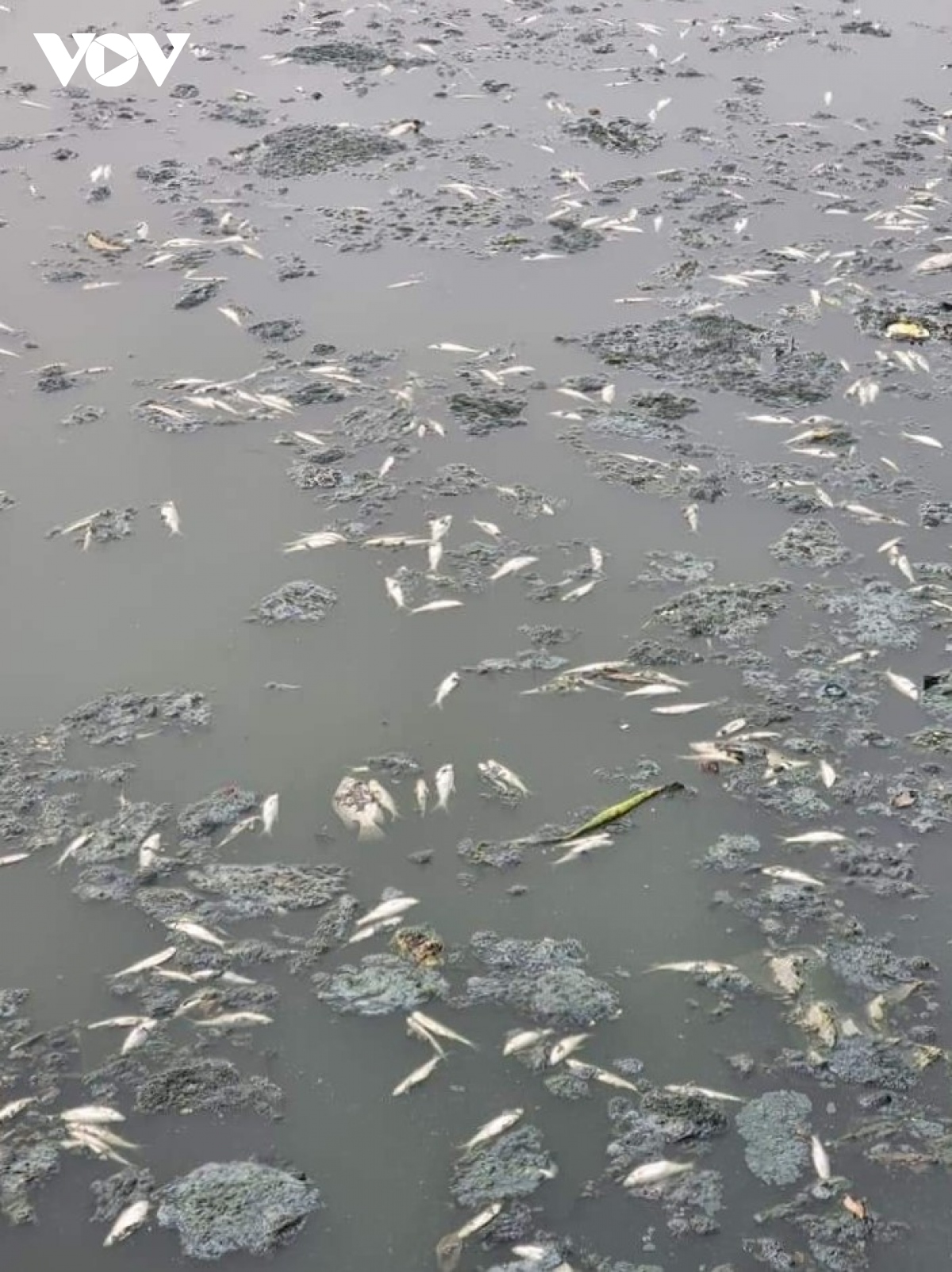 Cá chết bốc mùi nồng nặc khiến người dân ngộp thở ở hồ trung tâm TP Vinh