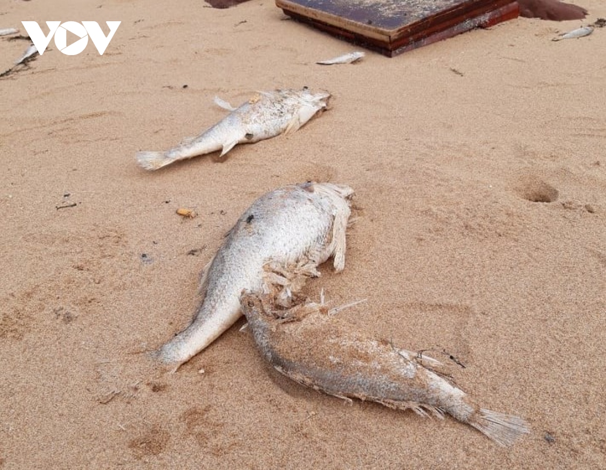 Lấy mẫu phân tích “truy” nguyên nhân cá chết bất thường dạt vào bãi biển ở Nghệ An