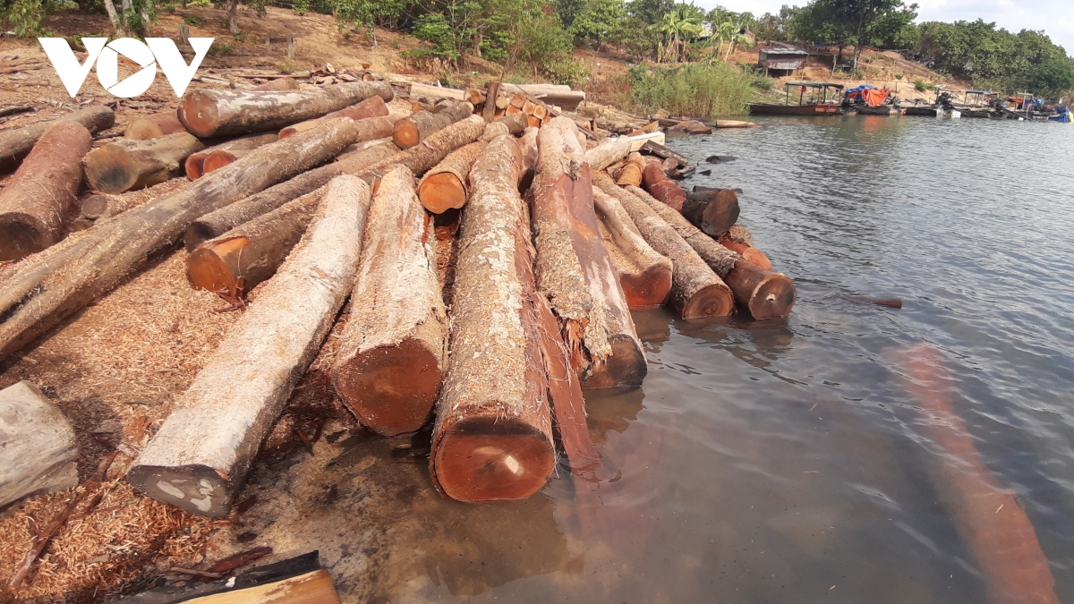 Cận cảnh kho gỗ lậu cực lớn dưới lòng hồ Thuỷ điện Sê San 4